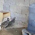 حجل