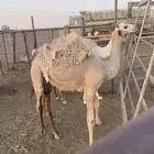 للبيع حشو