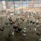 دجاج بلدي وديوك