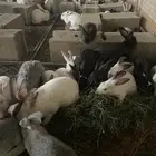ارانب تم البيع