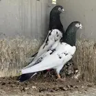 حمام بكستاني تيدي