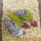 فروخ صن كنيور وكنيور