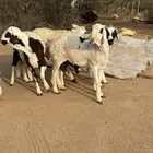 سواكن تربيه