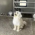 Dog for Sale