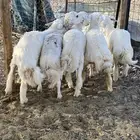 طليان حبص بريه ونظيفه على الشرط