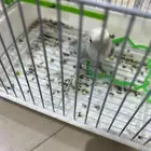 للبيع فيشر ذكر الطير بحالة ممتازه السعر على سوم