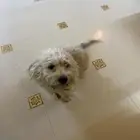 كلبه للبيع