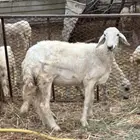 رخل حري دافع