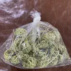 عشبة كف مريم