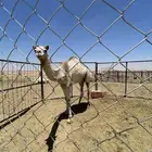 بكره للبيع سبوق