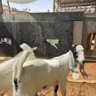 تيوس و جفار ذبايح ظهور فل على حليب و علف نظيف