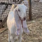 تيس وجفره اعمارهم 5شهور