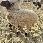 للبيع ذبايح نعيم بلدي جبر