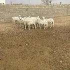 ضان دفيع