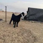 تيس عارضي