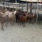 معزاء دهم كفو