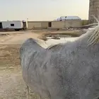 مهر ابو شعبي للبيع