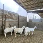 شياه حريات حيل