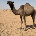 ضروبه صفرا كفو