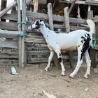 نعرض لكم جفره مسلبه بنت جمران