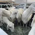 ضان للبيع