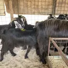 معزا عوارض