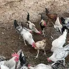 ديوك للبيع