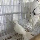 جوز كروان هولندي