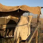 للبيع حاشي طيب جدا