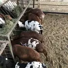 للبيع بهم برابر ملاويين