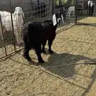 للبيع جفار ذبايح