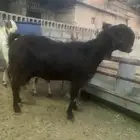 سوق المواشي الاحساء