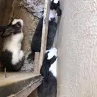 ارانب