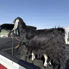 فحل عارضي اجم