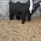 للبيع جذعات نواادر خصم