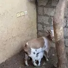 عنز قزميه ماكس معها اثنين صغار جفار