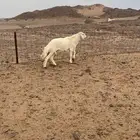 طلي فحل مشروط