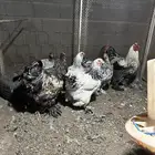 دجاج براهما اصلي