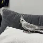 للبيع طير كروان