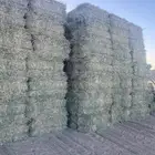 اعلاف للبيع