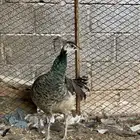 انثى طاؤوس طيور
