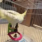 كروان لاتينو