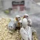 فروخ روز ( تم البيع )