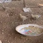 جنوب حايل الروضه