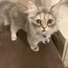 قطه شيرازي العمر 3 اشهر مطعمه مع كرت تطعيمات