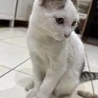 قط ذكر سكوتش ستريت