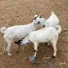 تيوس للبيع