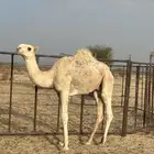 قعود حق للبيع