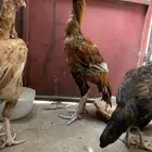 دجاج سندي بيور