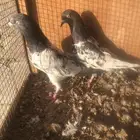 حمام باكستاني